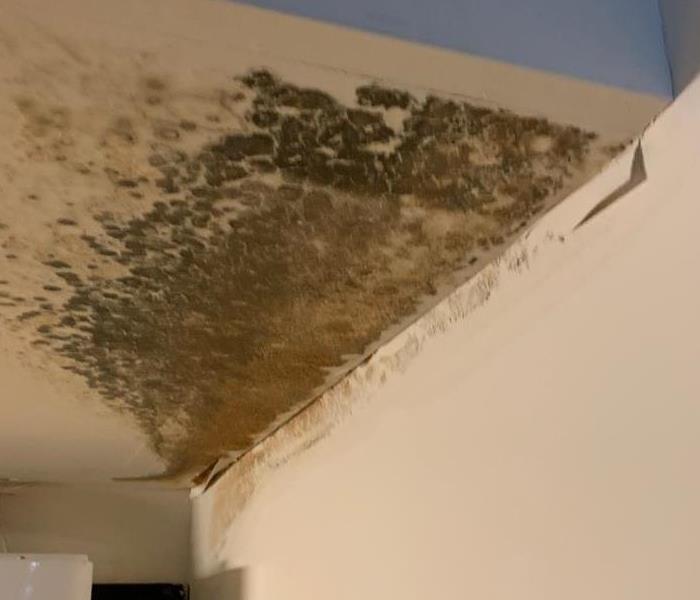 Mold Growth in a home