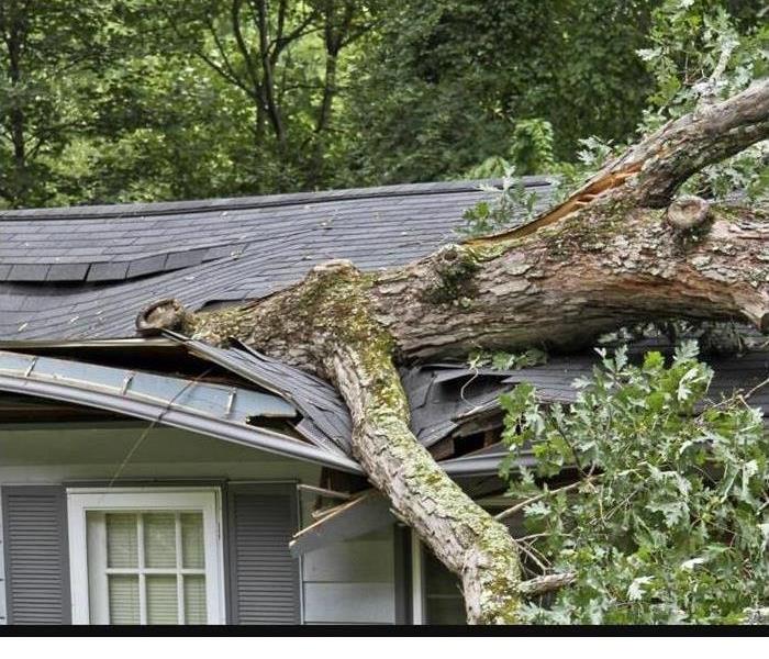 Tree fallen on a house